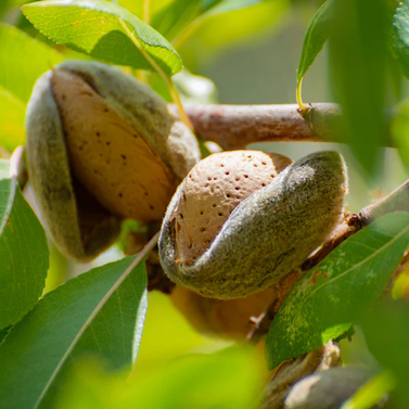 Almond -  Badaam - Prunus dulcis