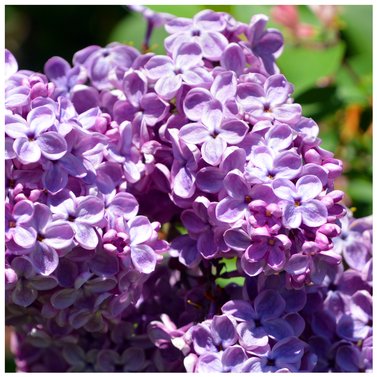 Lilac - Syringa Vulgaris