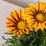 Gazania Flower