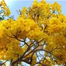 Tabebuia - Caribbean Trumpet Tree -Tabebuia Aurea