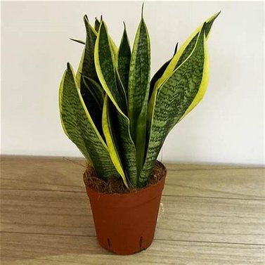 Dracaena Trifasciata-Snake plant-Sansevieria