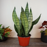 Dracaena Trifasciata-Snake plant-Sansevieria