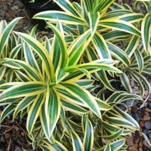 Song of India -Dracaena Reflexa