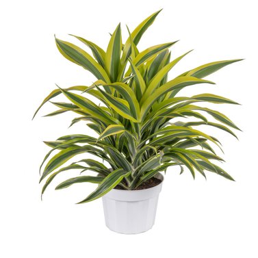 Song of India -Dracaena Reflexa