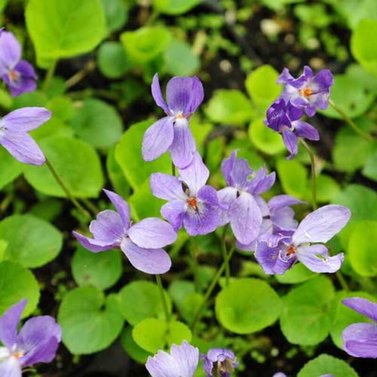 Gul Banafsha -Sweet Violet - Viola Odorata