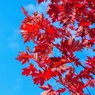 Red Maple Tree - Acer Rubrum