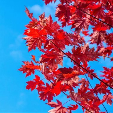 Red Maple Tree - Acer Rubrum