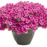 Petunia - Petunia Surfinia Pink Star - Petunia X Hybrida