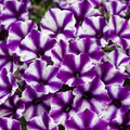 petunia - Purple and white star petunia - Petunia Image