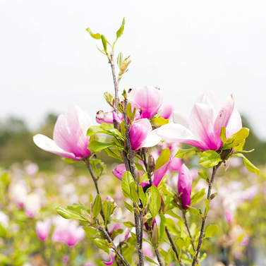 Magnolia Pink Soulangeana - Magnolia Denudata - Magnolia Liliiflora - Saucer Magnolia