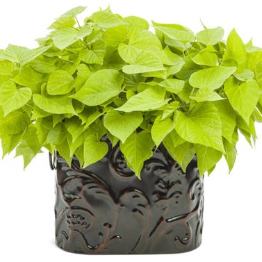 Sweet Potato Vine - Ipomoea Batatas