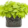 Sweet Potato Vine - Ipomoea Batatas