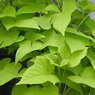 Sweet Potato Vine - Ipomoea Batatas