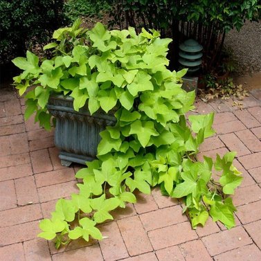 Sweet Potato Vine - Ipomoea Batatas