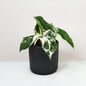 Syngonium Albo - Variegated Arrowhead Vine - Syngonium Podophyllum Albo