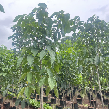 Tabebuia - Caribbean Trumpet Tree -Tabebuia Aurea