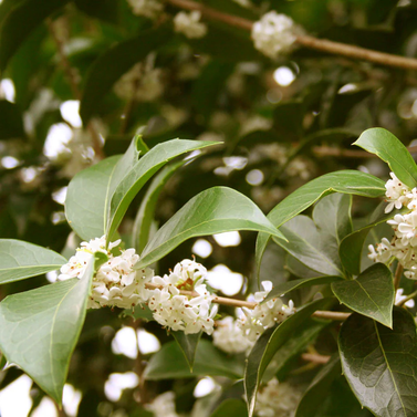 Sweet Osmanthus - Sweet Olive - Fragrant Olive