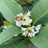 Sweet Osmanthus - Sweet Olive - Fragrant Olive