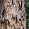 Terminalia-Arjun-Arjuna Tree