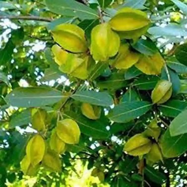 Terminalia-Arjun-Arjuna Tree