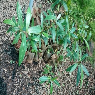 Terminalia-Arjun-Arjuna Tree