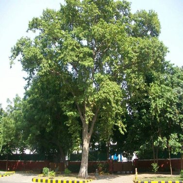 Terminalia-Arjun-Arjuna Tree