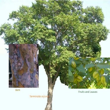 Terminalia-Arjun-Arjuna Tree