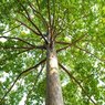 Terminalia-Arjun-Arjuna Tree