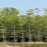 Terminalia-Arjun-Arjuna Tree