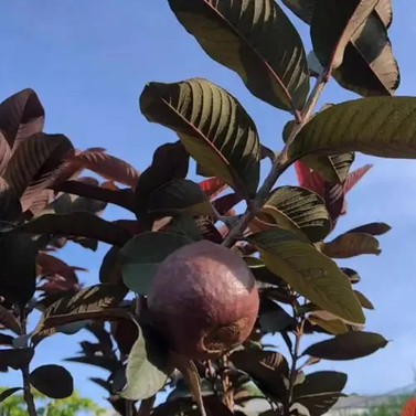 Malaysian Guava Image