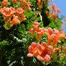 Tecoma Vine - Trumpet Vine - Campsis Radicans - Cat’s Claw