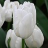 White Tulip Flower - Purissima