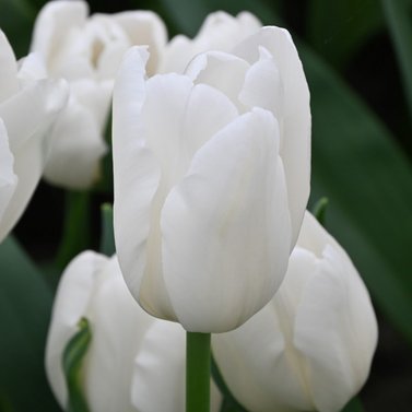 White Tulip Flower - Purissima