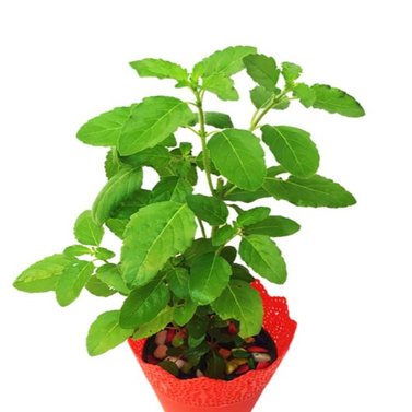 Tulsi  - Holy Basil -  Ocimum Sanctum