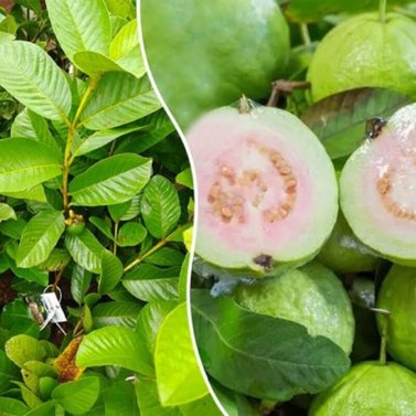 Guava - Amrood - Psidium Guajava - Dwarf Guava Plants