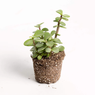 Elephant bush - Portulacaria afra - Jade plant (Green) - Succulent Plant