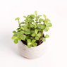 Elephant bush - Portulacaria afra - Jade plant (Green) - Succulent Plant