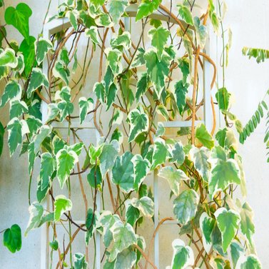 English Ivy Variegated - Hedera Helix Variegated