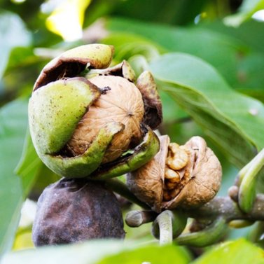 Walnut plant - Juglans