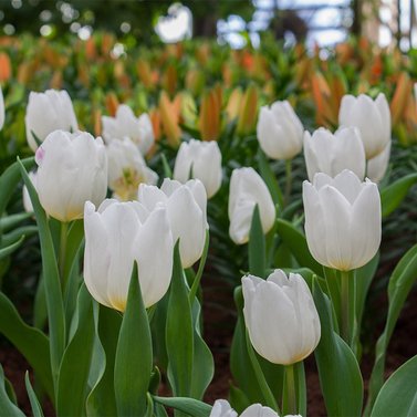 White Tulip Flower - Purissima