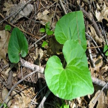 Wild Ginger -Asarum Canadense