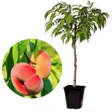 Peach-Prunus Persica-Arru