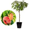 Peach-Prunus Persica-Arru