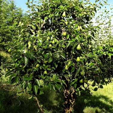 Pear - Nashpati - Pyrus Communis