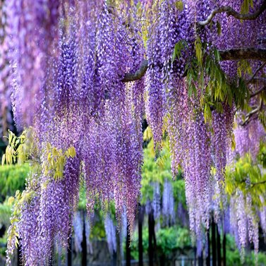 Royal Wisteria -Vine