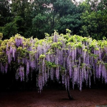 Royal Wisteria -Vine