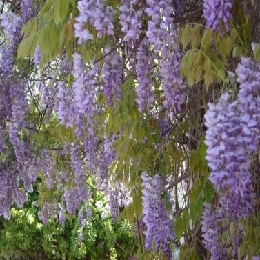 Royal Wisteria -Vine