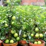 Guava - Amrood - Psidium Guajava - Dwarf Guava Plants