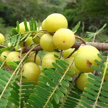 Yellow Bnarsi Amla - Phyllanthus Emblica