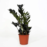 ZZ Plant Black - Aroid Palm - Zamioculcas zamiifolia